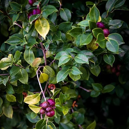 Ilheu 25 House Couette-café Peniche