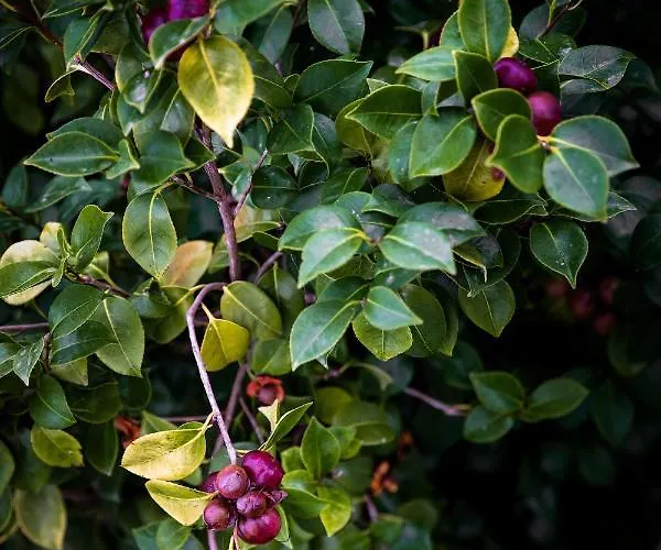 Ilheu 25 House Couette-café Peniche